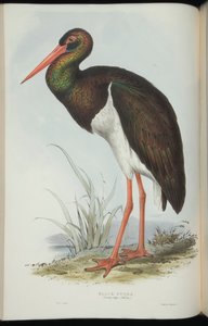 ジョン・グールドによる「ヨーロッパの鳥」からのナベコウ 作： Edward Lear