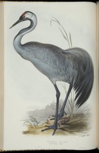 ジョン・グールドの「The BirdsofEurope」のクロヅル 作： Edward Lear