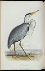 ジョン・グールドの「The BirdsofEurope」のCommonHeron 作： Edward Lear