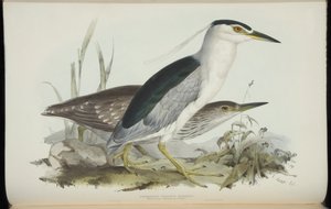 ジョン・グールドの「The BirdsofEurope」のゴイサギ 作： Edward Lear