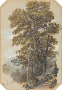  作： Edward Lear