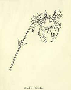 野生のクラブ 作： Edward Lear