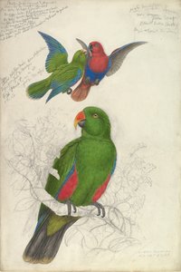 Eclectus Roratus ポリクロロス、ca。 1830-32。 作： Edward Lear
