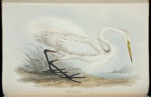ジョン・グールドによる「ヨーロッパの鳥」からのダイサギ 作： Edward Lear