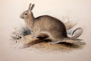 Lagotis cuvieri、1833 作： Edward Lear