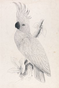  作： Edward Lear