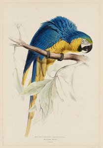  作： Edward Lear