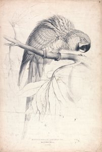  作： Edward Lear
