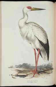 ジョン・グールドの「ヨーロッパの鳥」のエンビコウ 作： Edward Lear