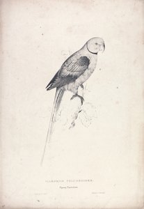  作： Edward Lear