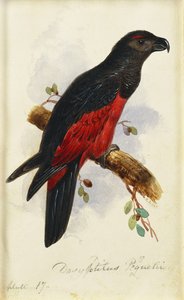 ペスケダシプティルス 作： Edward Lear