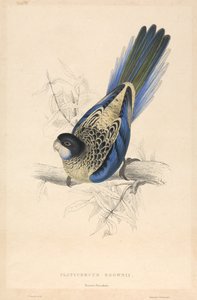 作： Edward Lear