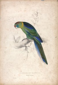 プラティケルス・バルナルディ／バーナードインコ（図版18） 作： Edward Lear