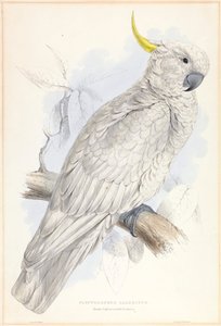 プリクトロフス・ガレリトス。 オオサルファー・クレステッド・オウム。 作： Edward Lear