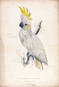  作： Edward Lear