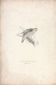  作： Edward Lear