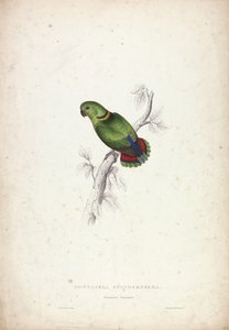  作： Edward Lear