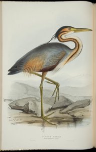 ジョン・グールド著「The Birds of Europe」より紫鷺 作： Edward Lear
