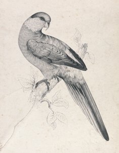  作： Edward Lear