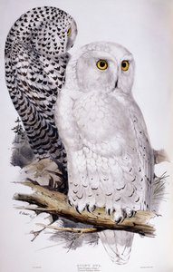 シロフクロウ、1832-1837 作： Edward Lear