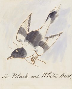 コミック鳥の16の図面からの黒と白の鳥（紙にペン＆インクWC）