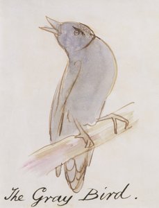 灰色の鳥、「コミック鳥の16枚の絵」（紙の上にペンとインクとトイレ） 作： Edward Lear