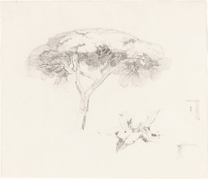 傘松とその他の研究 作： Edward Lear