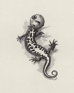 チャールズ・キングスレーの「The Water-Babies」のイラスト（彫刻）。 作： Edward Linley (after) Sambourne