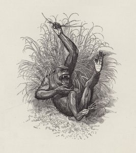 チャールズ・キングスレーの「The Water-Babies」のイラスト（彫刻）。 作： Edward Linley (after) Sambourne