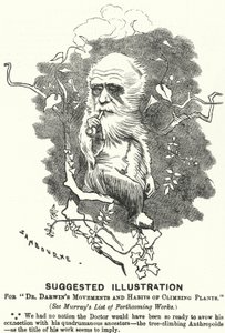 パンチの漫画。ダーウィン博士の "Movements and Habits of Climbing Plants "のためのイラストの提案（エングレーヴィング