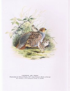Partridge and chicks, Nature in Britain published by Collins 作： Edward Neale