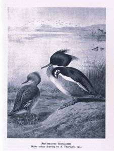 レッドブレステッドマーガンサー、イギリスの自然、コリンズ発行、1946 作： Edward Neale