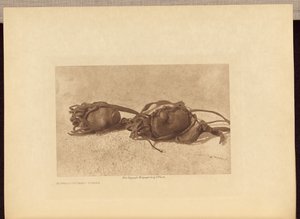 バッファローストーン - Piegan 作： Edward S. Curtis