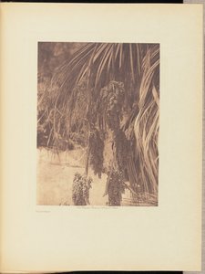 パームフルーツ 作： Edward S. Curtis