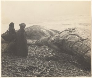 [部分的に屠殺されたクジラ-マカ】【捕獲されたクジラ 作： Edward S. Curtis