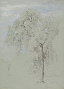 灰の木 作： Edward Swinburne