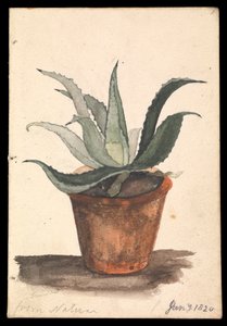 自然から」と刻まれたサボテンが生えた植木鉢 作： Edward William Cooke