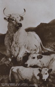 チリンガム野牛（モノクロ写真 作： Edwin (after) Landseer