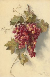 白い壁にぶどう、1883年。 作： Edwin Deakin