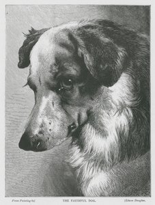 忠実な犬（エングレーヴィング） 作： Edwin Douglas