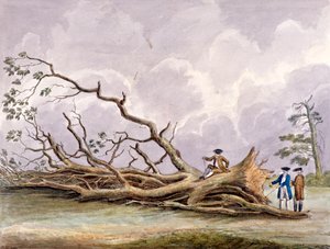1780 年 10 月 15 日の嵐で被害を受けた木々、ローハンプトン、ロンドン