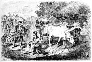 Oxen Hauling Corn、19世紀。 作： Edwin Forbes