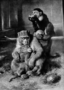 シックモンキー、1875年、1912年 作： Edwin Landseer