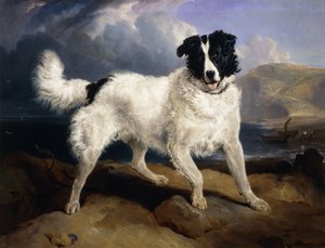 ネプチューンの肖像、1824 作： Edwin Landseer