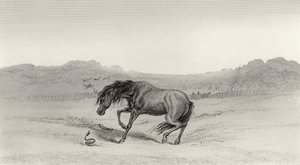 びっくり！ 作： Edwin Landseer