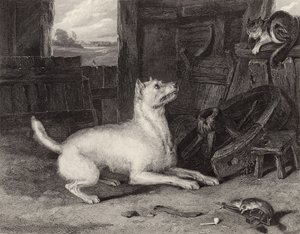 侵入者 作： Edwin Landseer
