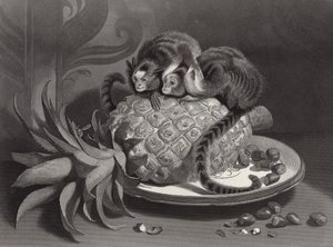 マーモゼッツ 作： Edwin Landseer