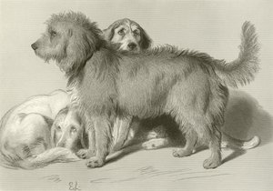 三匹の犬 作： Edwin Landseer