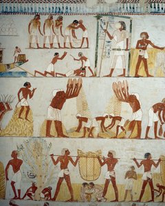 穀物の収穫、脱穀と唐箕、ルクソール、テーベのシェイク・アブド・エル・クルナ墓地、メンナの墓の前庭のフレスコ画の詳細（ユネスコ世界遺産