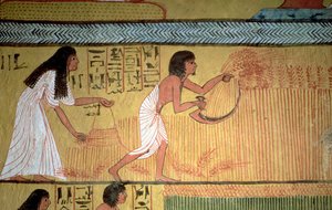 東壁の収穫シーンの詳細、セネドジェムの墓、労働者の村、ニューヨーク 作： Egyptian 19th Dynasty